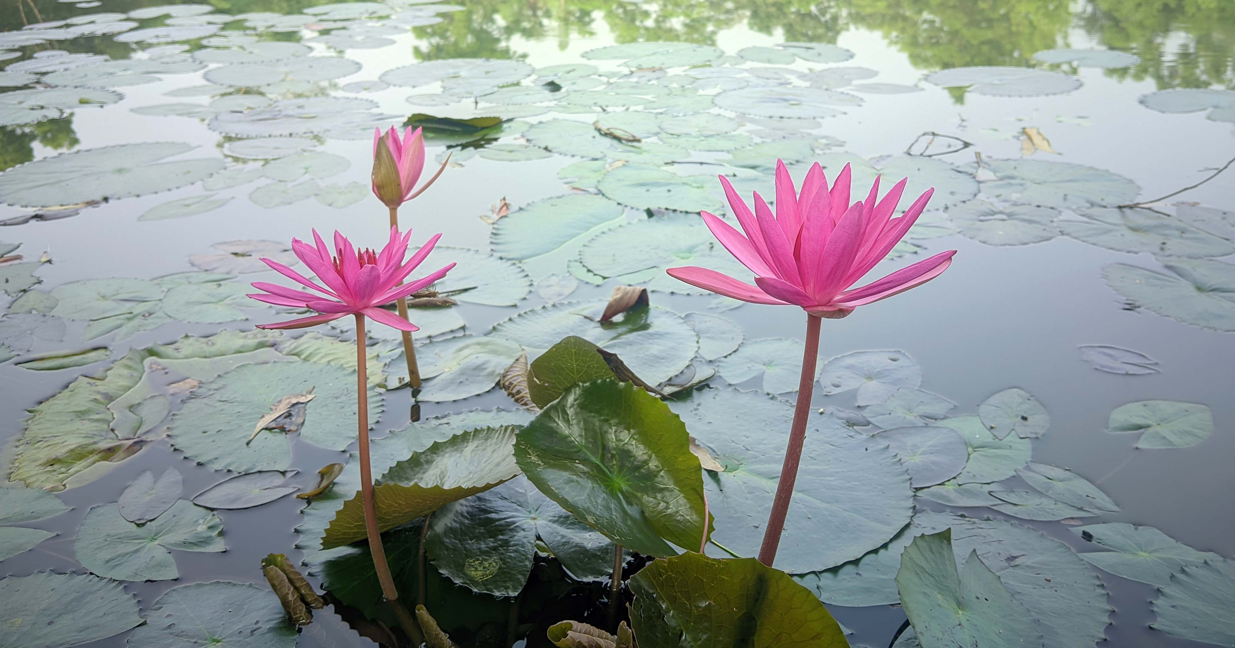 কালিয়াকৈরে হারিয়ে যাচ্ছে জাতীয় ফুল শাপলা