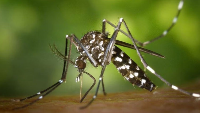 ডেঙ্গুতে ৫ জনের মৃত্যু, হাসপাতালে ৬২২